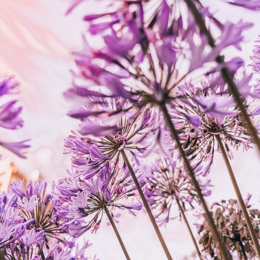 Meet your Posher, Heidi